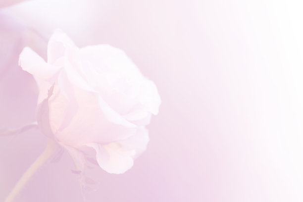 花与彩色滤镜，耀斑图片下载