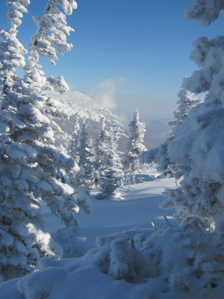 冬季森林图片下载