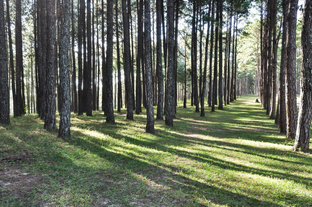 松林图片下载