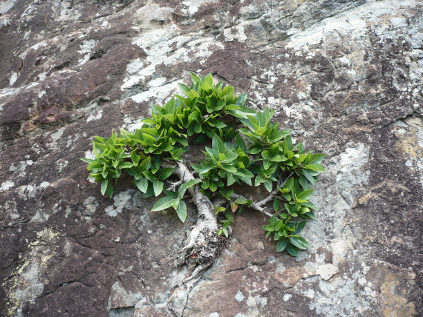 植物毅力生长在岩石图片下载