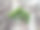 植物毅力生长在岩石图片下载