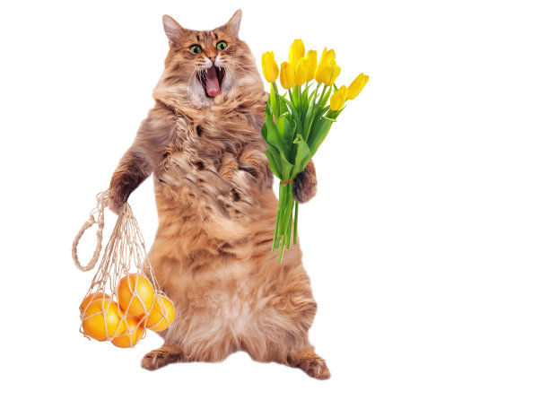 1号那只毛茸茸的大猫站着很滑稽图片下载