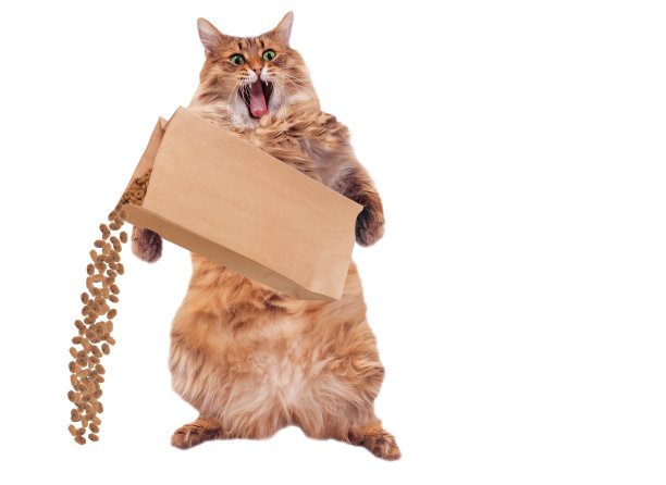 这只毛茸茸的大猫站着很滑稽。7号图片下载