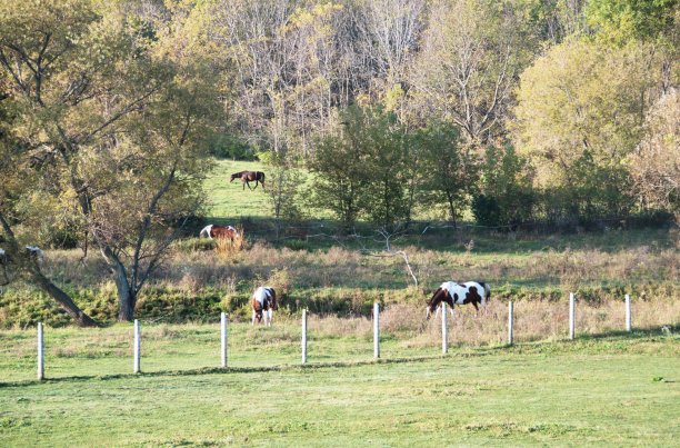 四匹马图片下载