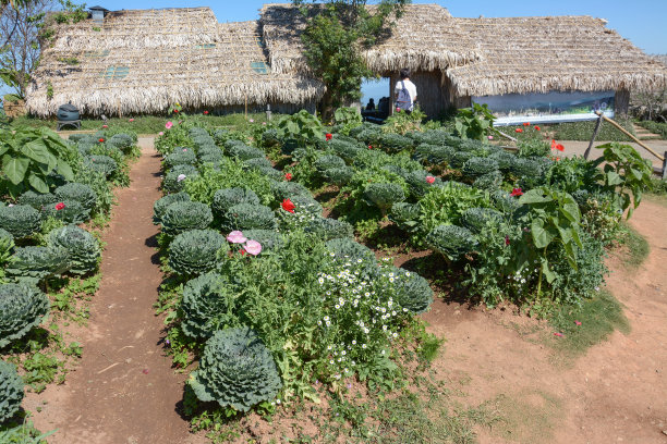 泰国清迈Doi Inthanon国家公园的卷心菜田图片下载