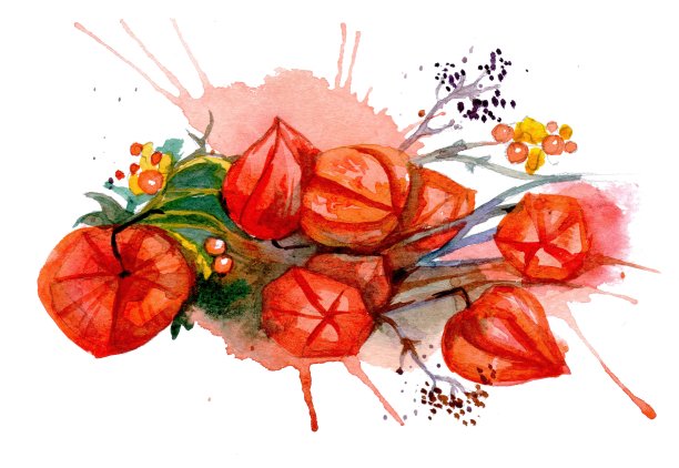 水彩披肩醋栗流图片下载