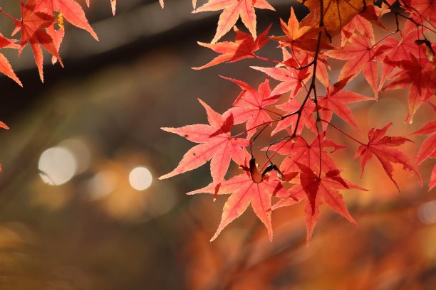 日文名称，Irohamomiji第24部分素材图片