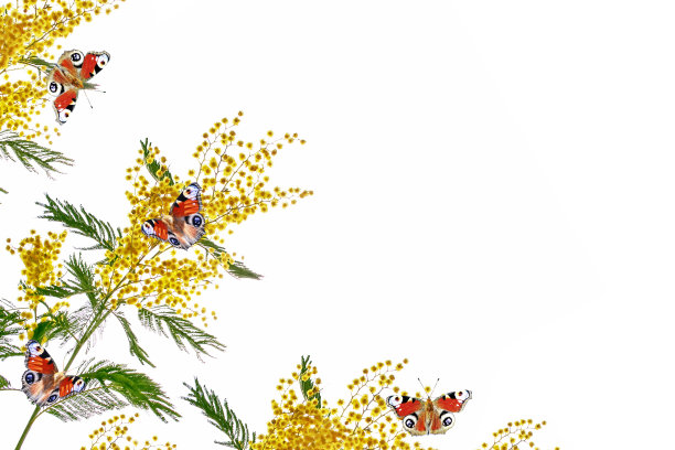 鲜艳多彩的花朵图片下载