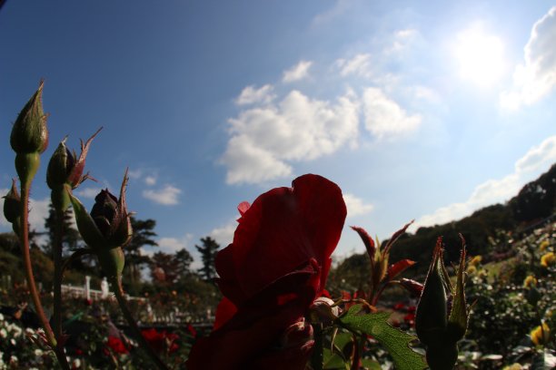 东京的秋季玫瑰园图片下载