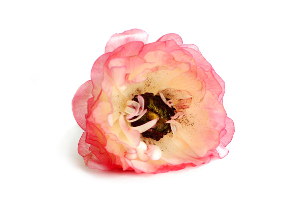 花头与粉红色的花瓣在白色的背景图片下载
