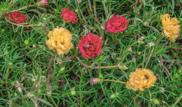 常见的马齿苋花。图片下载