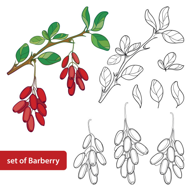 矢量具轮廓的小檗或普通小檗，束具成熟浆果和叶孤立在白色上。图片下载