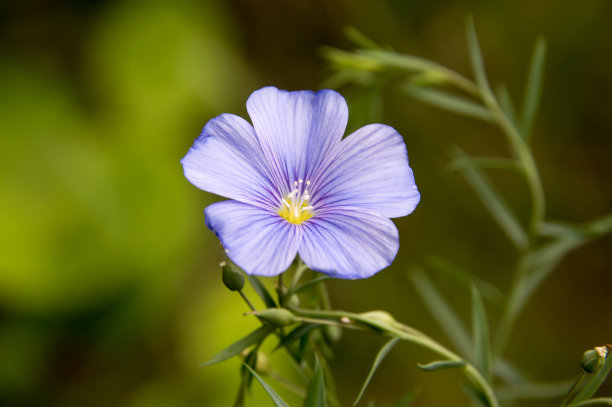 春天的野花图片下载