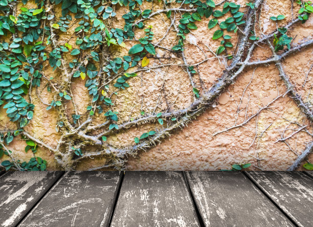 藤蔓爬在墙上的背景图片下载