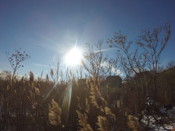 阳光下的田野景色图片下载
