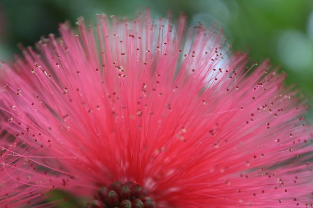 红色尖花的波胡图卡瓦树近距离图片下载