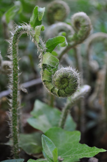 春天,瓦解图片下载