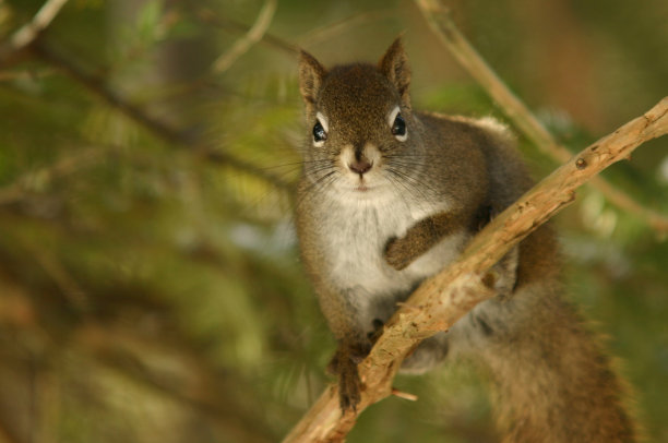 松鼠图片下载