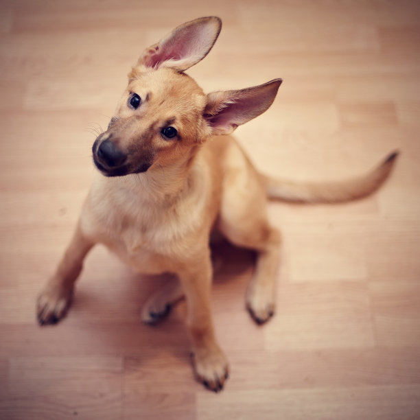 有趣的不是纯种的小狗。图片下载