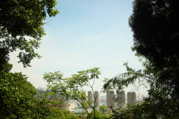 春天的植物和蓝天图片下载