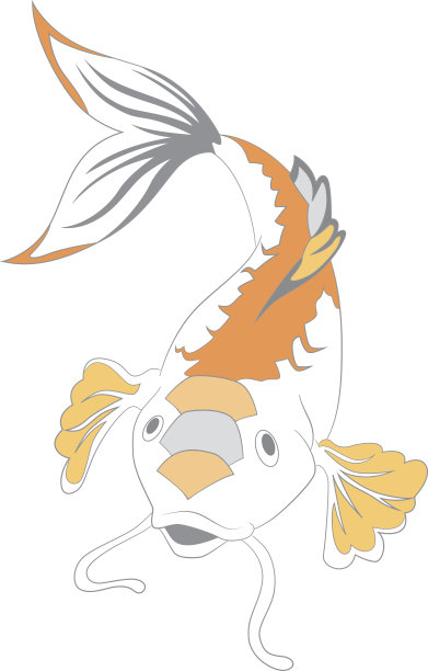 漂亮的鲤鱼图片下载