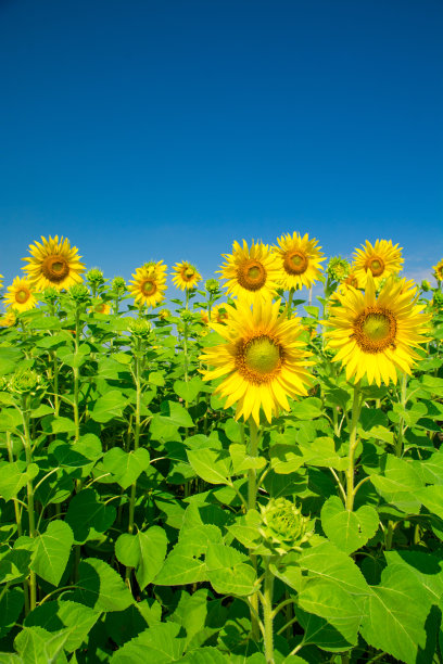 蓝天下的向日葵图片下载