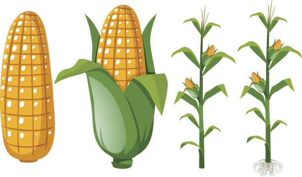 新鲜的玉米在树上图片下载