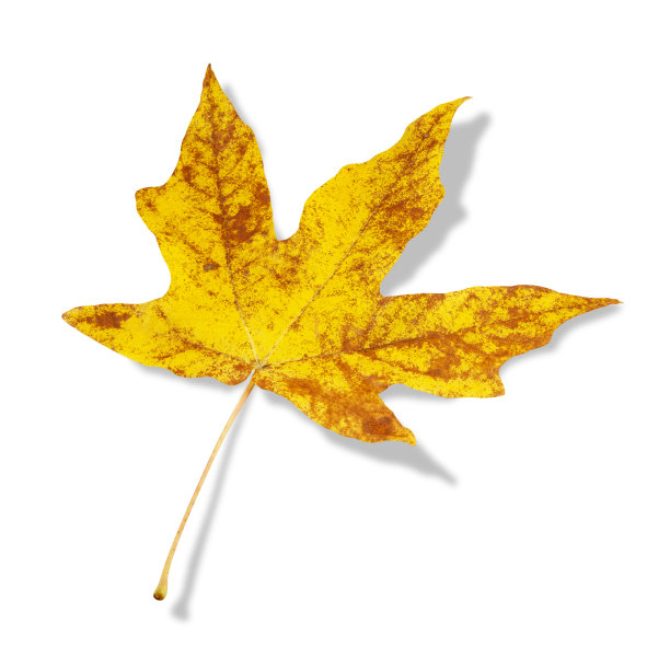 黄色的枫叶图片下载