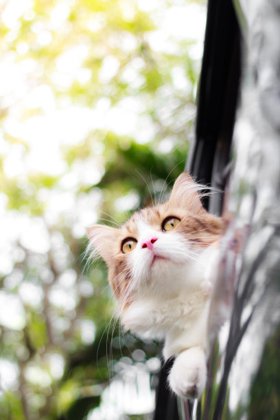 美丽的棕色和白色的波斯猫在夏季花园与阳光自然散景的背景。图片下载