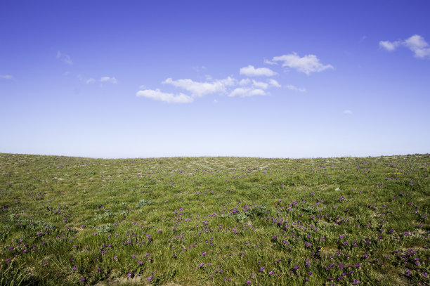 长满鲜花的小山图片下载