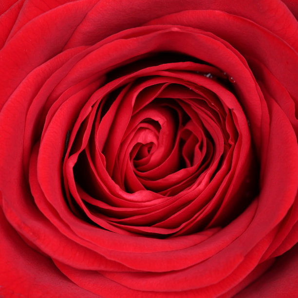 特写鲜花红玫瑰在情人节和母亲节的生日图片下载