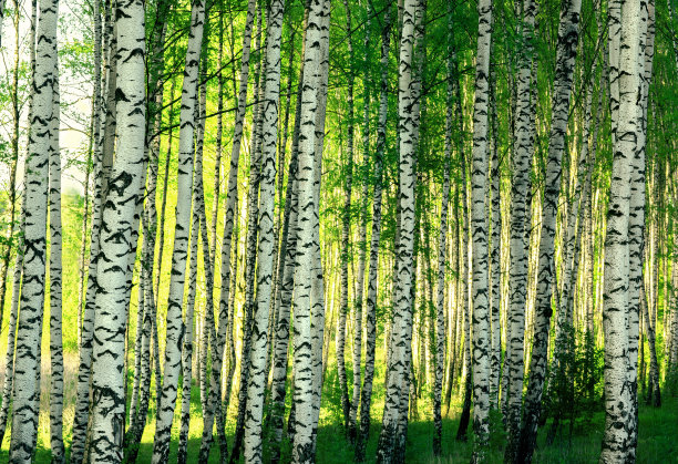 森林桦木图片下载