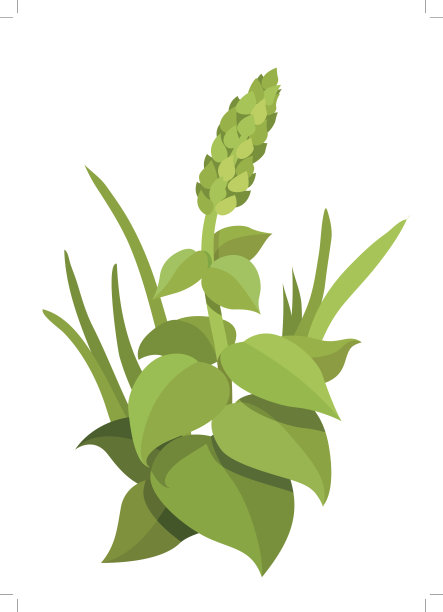 多叶植物图片下载