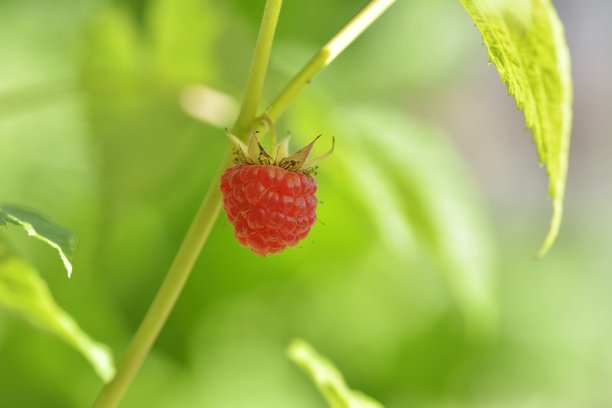 水果园里成熟的覆盆子的特写图片下载