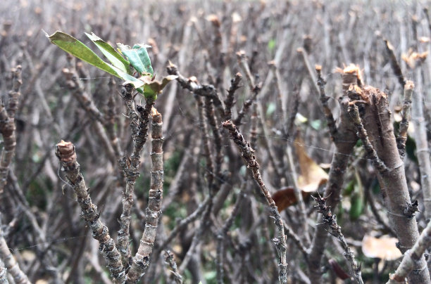 孤独的叶子图片下载