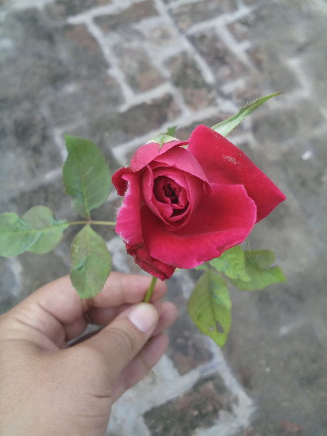 红玫瑰图片下载