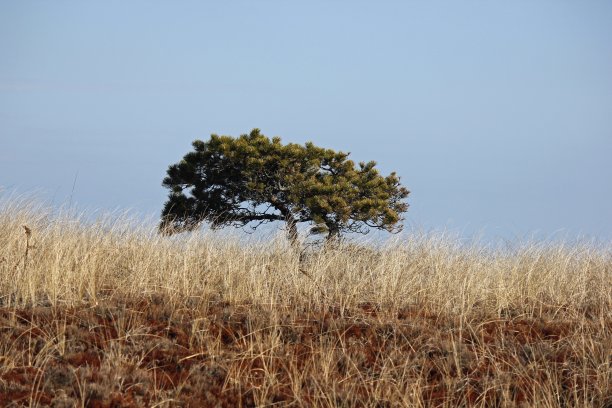 孤独的树景观图片下载