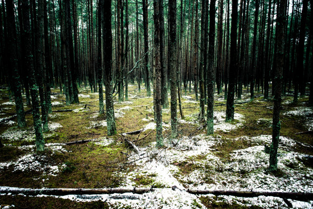 冬季松树林里的小径-速成佳酿图片下载
