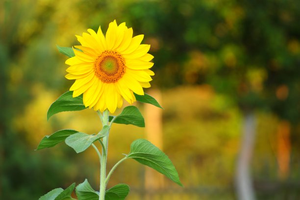 向日葵图片下载