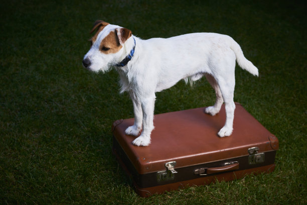 牧师罗素梗的宠物狗站在手提箱和看守图片下载