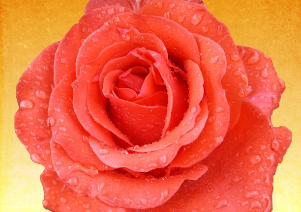 黄色的玫瑰卡片图片下载