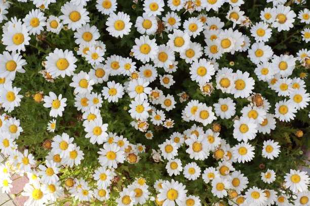 花园里长满了洋甘菊图片下载