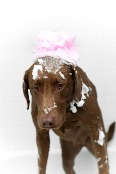 快乐的狗图片下载