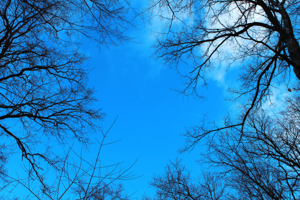 黑色的树木映衬着蓝天图片下载