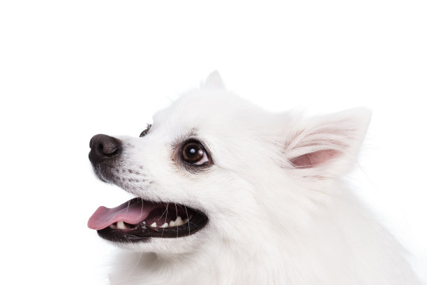 年轻的斯皮兹工作室拍摄图片下载