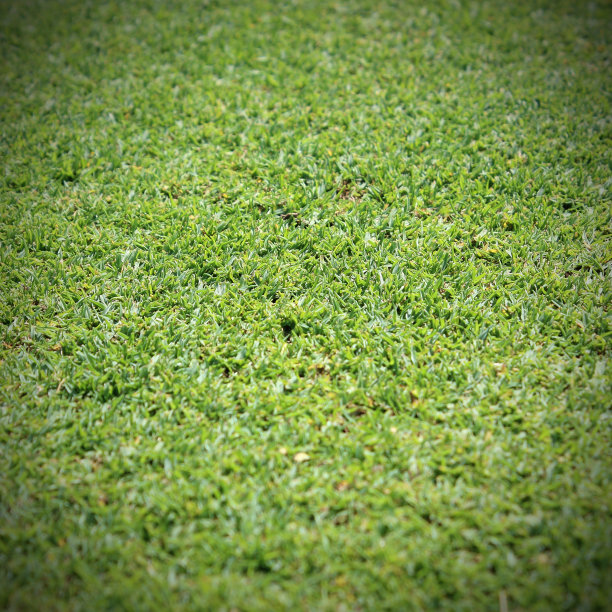 美丽的绿草纹理图片下载