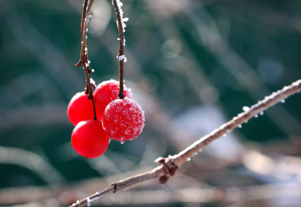 荚莲属的植物素材图片