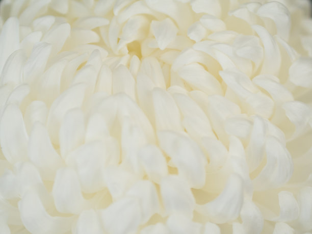 白色的菊花图片下载