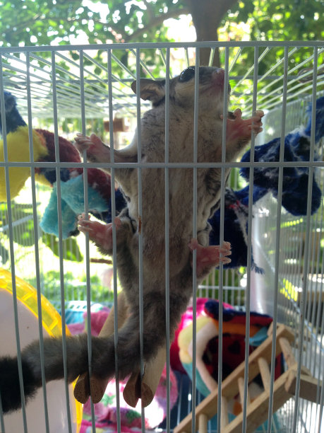 笼子里有玩具的糖滑翔机图片下载