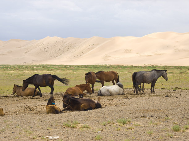 马和沙丘图片下载